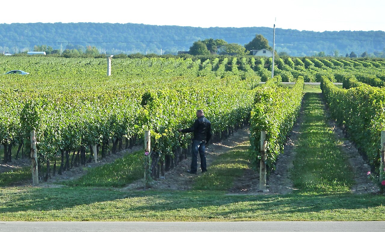 Vineyard rows at Peller Estates